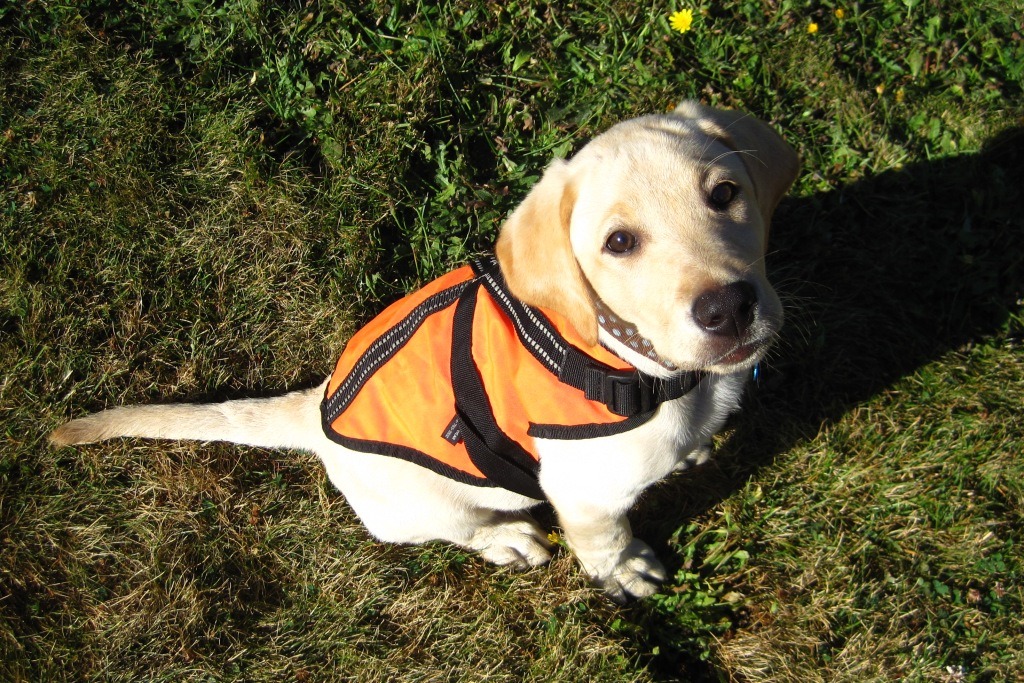 Photo Gallery • Northwest Pointing Labrador Club